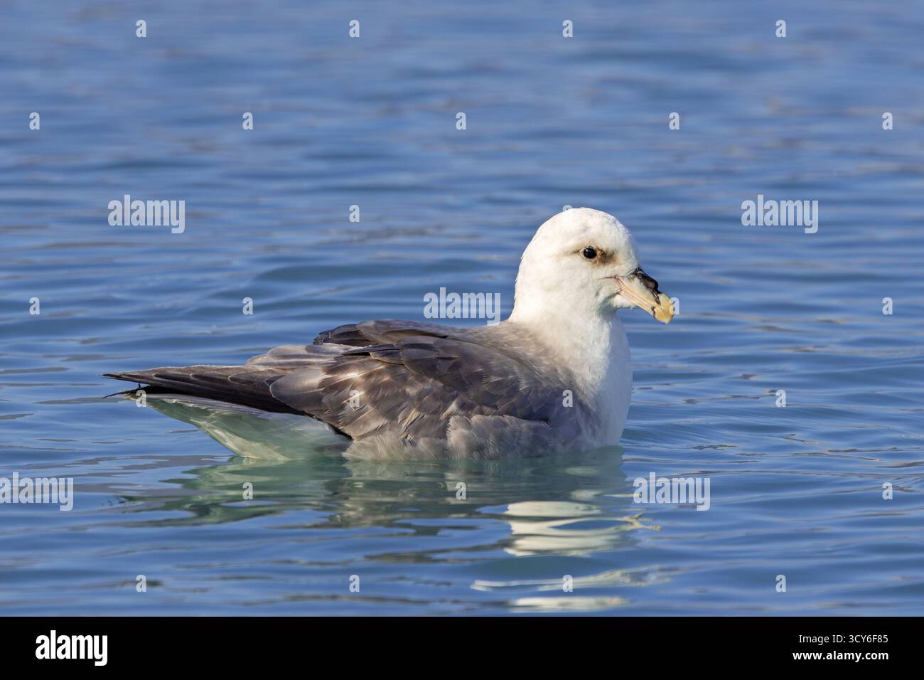 Nördlicher Fulmar (Fulmarus glazialis) leichte Morphologie, die im Sommer entlang der Küste von Spitzbergen im Arktischen Ozean schwimmt Stockfoto