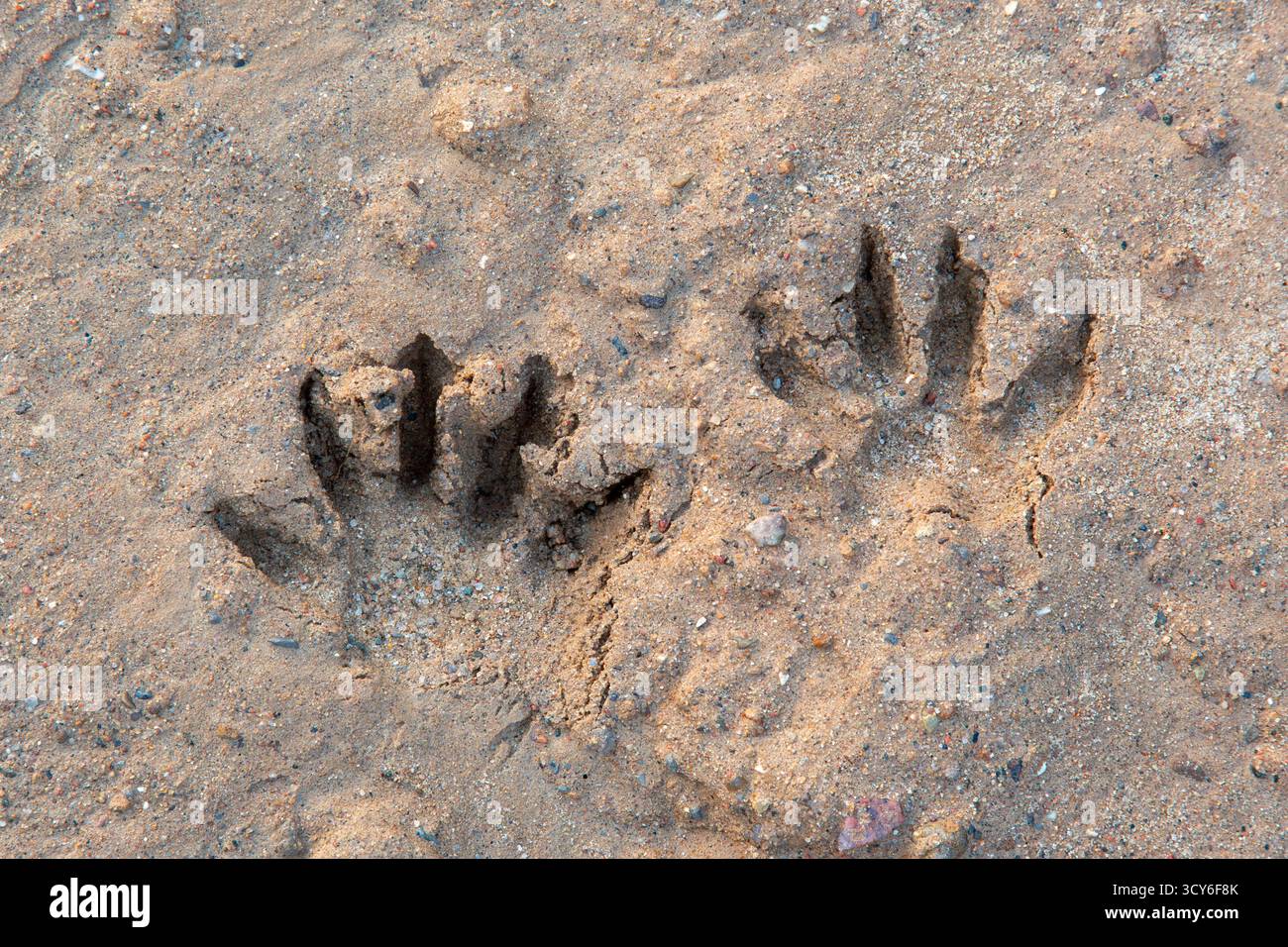 Gewöhnlicher Waschbär / Nordamerikanischer Waschbär (Procyon lotor) Nahaufnahme von Fußspuren / Spuren in nassem Sand, invasive Arten aus Nordamerika Stockfoto Gewöhnlicher Waschbär / Nordamerikanischer Waschbär (Procyon lotor) Nahaufnahme von Fußspuren / Spuren in nassem Sand, invasive Arten aus Nordamerika Stockfoto
