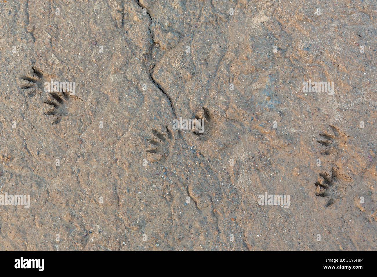 Gewöhnlicher Waschbär / Nordamerikanischer Waschbär (Procyon lotor) Nahaufnahme von Fußspuren / Spuren in nassem Sand, invasive Arten aus Nordamerika Stockfoto Gewöhnlicher Waschbär / Nordamerikanischer Waschbär (Procyon lotor) Nahaufnahme von Fußspuren / Spuren in nassem Sand, invasive Arten aus Nordamerika Stockfoto