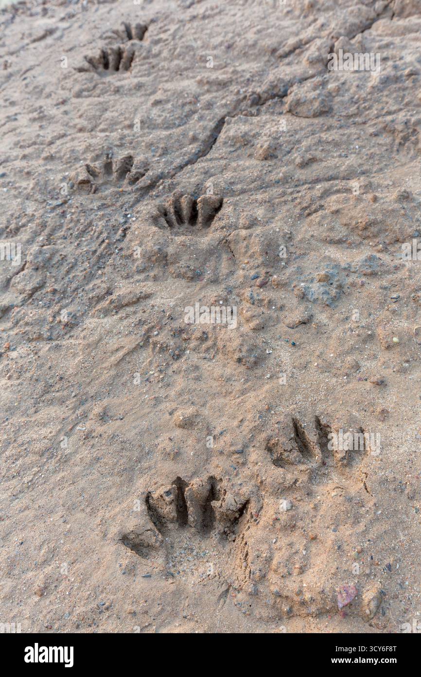 Gewöhnlicher Waschbär / Nordamerikanischer Waschbär (Procyon lotor) Nahaufnahme von Fußspuren / Spuren in nassem Sand, invasive Arten aus Nordamerika Stockfoto Gewöhnlicher Waschbär / Nordamerikanischer Waschbär (Procyon lotor) Nahaufnahme von Fußspuren / Spuren in nassem Sand, invasive Arten aus Nordamerika Stockfoto