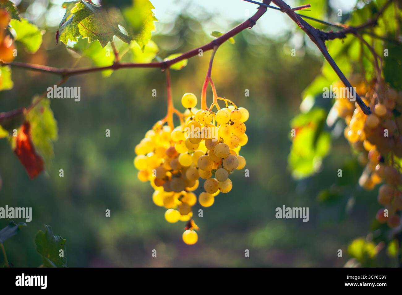 Reiche Weinlese. Grüne Riesling-Trauben auf der Rebe bereit für die Ernte im Weinberg. Weinregion Pannonhalma, Ungarn Stockfoto