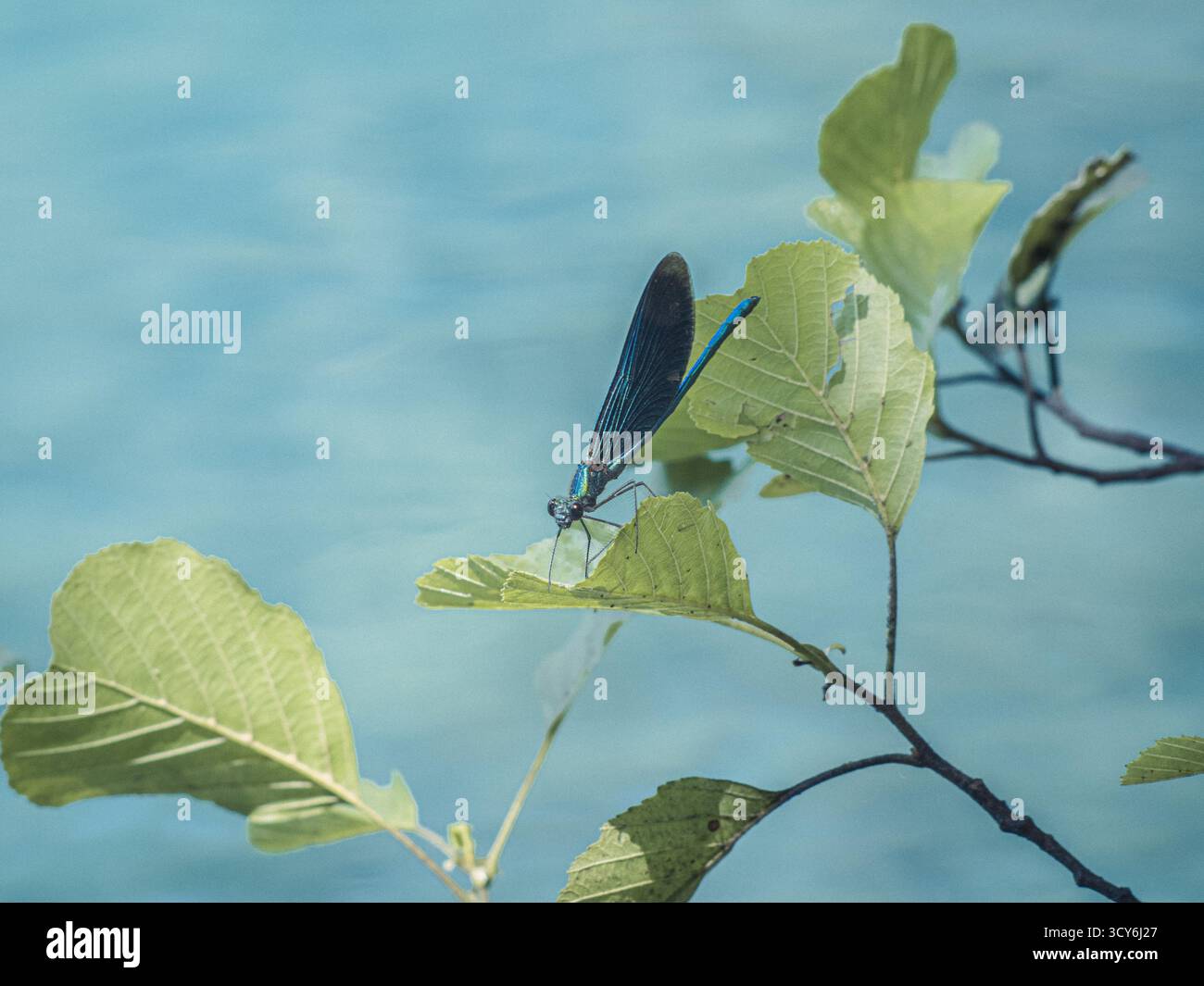 Eine leuchtend blaue Libelle ruht auf einem sonnendurchfluteten grünen Blatt über dem klaren, türkisfarbenen Wasser der Plitvicer Seen, Kroatien, das in scharfen Details erfasst wurde. Stockfoto