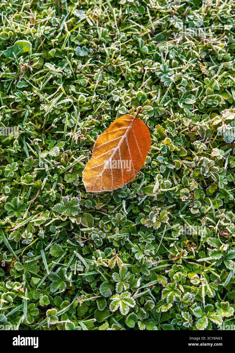 Beginn des kalten Wetters mit eisigen Mustern. Makroaufnahme eines Blattes, das von tiefgefrorenem grünem Gras berührt wurde. Der ruhige Beginn des Winters. Stockfoto