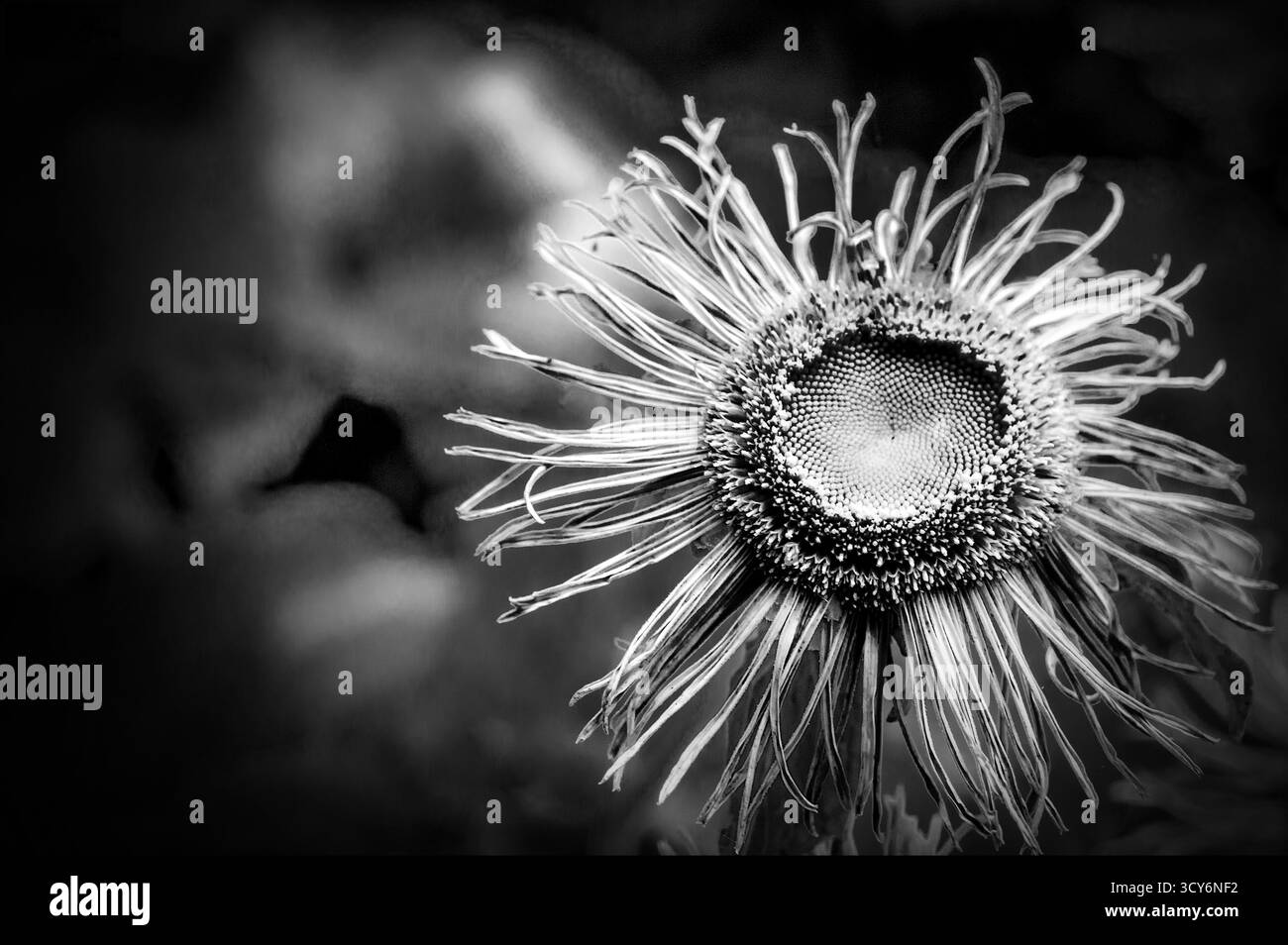 Monochrome Nahaufnahme einer Blume mit sich kräuselnden Blüten und einer hervorstehenden Mittelscheibe. Stockfoto