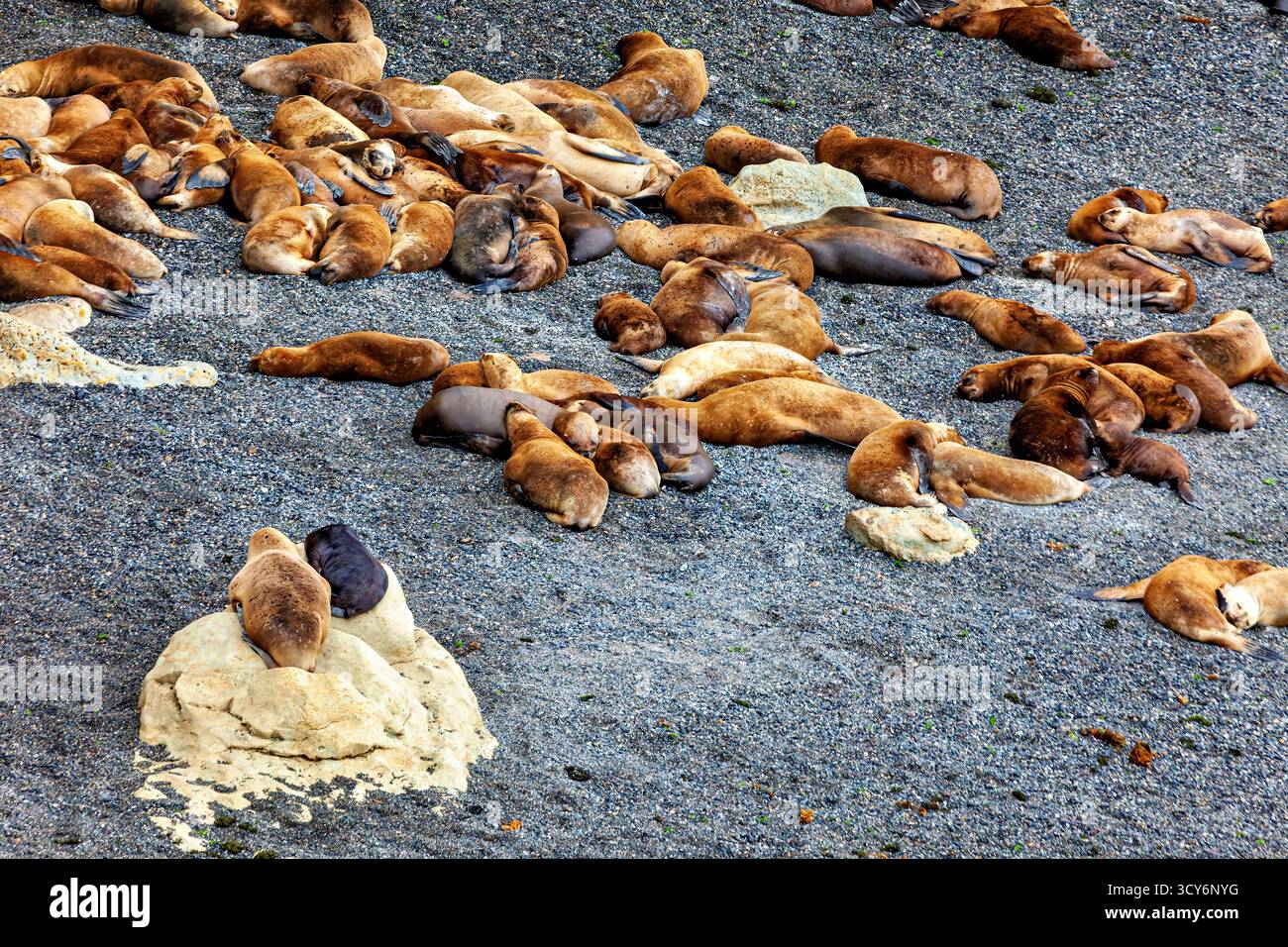 Robben der Halbinsel Valdes in Argentinien Stockfoto