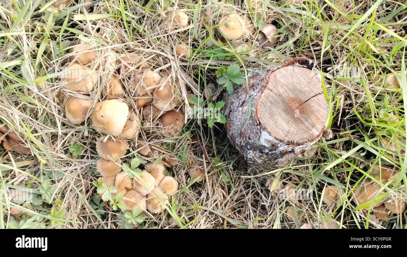 Eine Gruppe wilder Pilze um einen Baumstumpf, umgeben von trockenem Gras Stockfoto