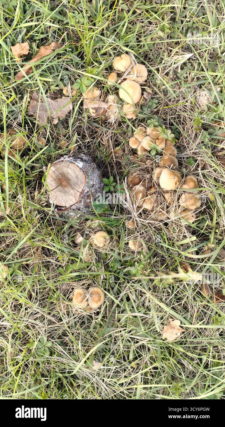 Eine Gruppe wilder Pilze um einen Baumstumpf, umgeben von trockenem Gras Stockfoto