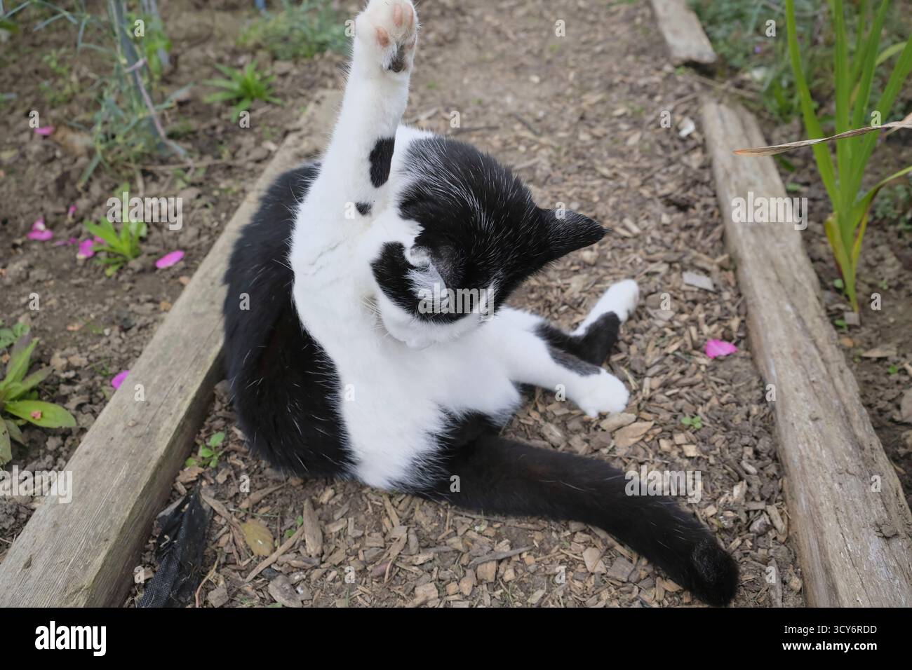 Schwarz-weiße Katze, die sich auf einem Holzspäne-Pfad in einem Kleingarten in Großbritannien pflegt. Stockfoto