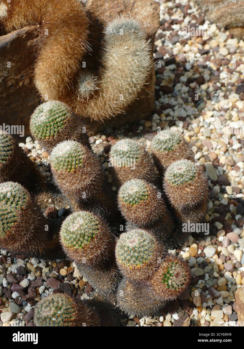Haarige Kakteen, die in felsigem Gelände wachsen, zeigen komplizierte Oberflächendetails und robuste botanische Widerstandsfähigkeit. , Volunteer Park Conservatory, Seattle Stockfoto