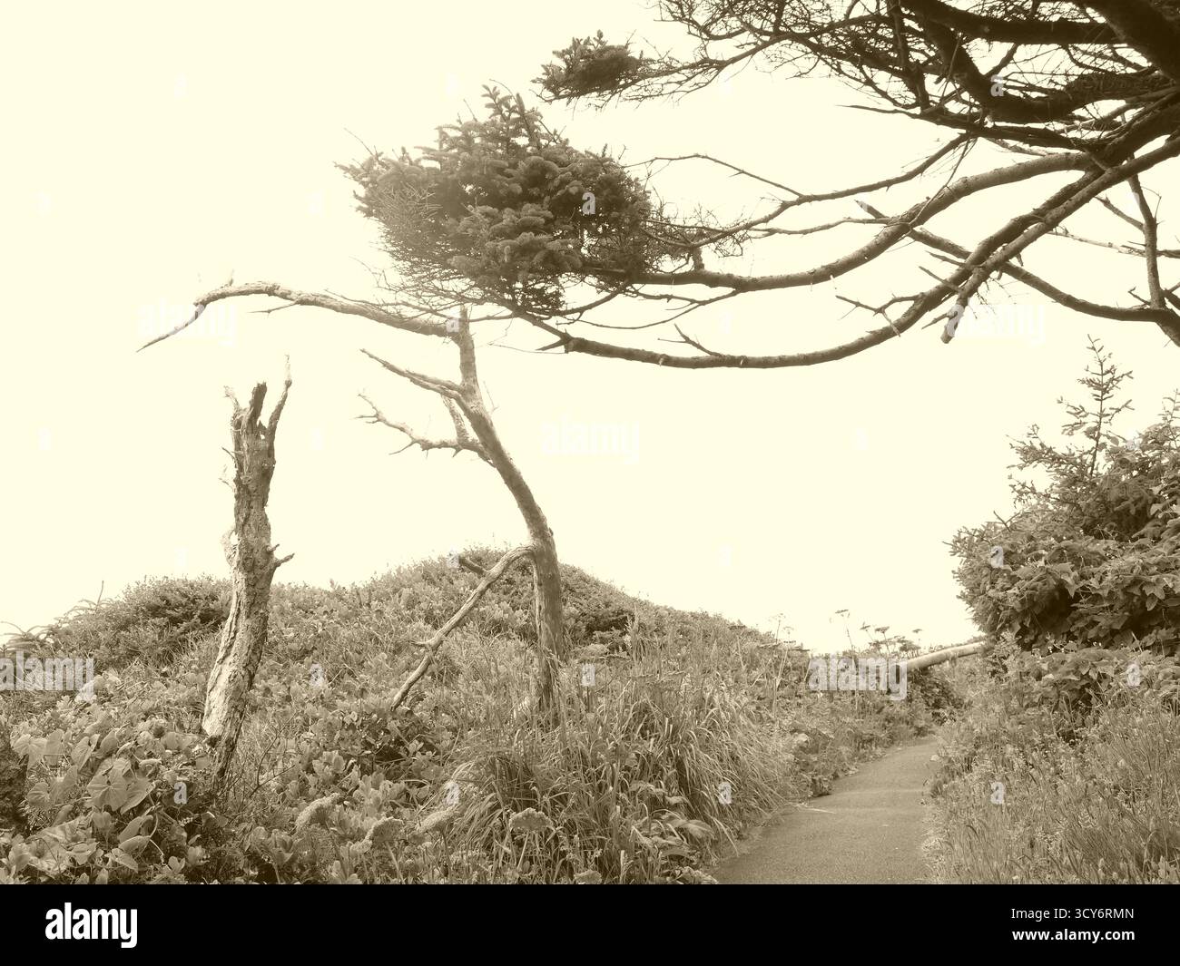 YACHATS, OREGON - 24. Juni 2025 - windgepeitschte Vegetation, die Küstenlandschaft entlang des zerklüfteten Cape Perpetua-Geländes in Sepia-Tönen verwittert Stockfoto