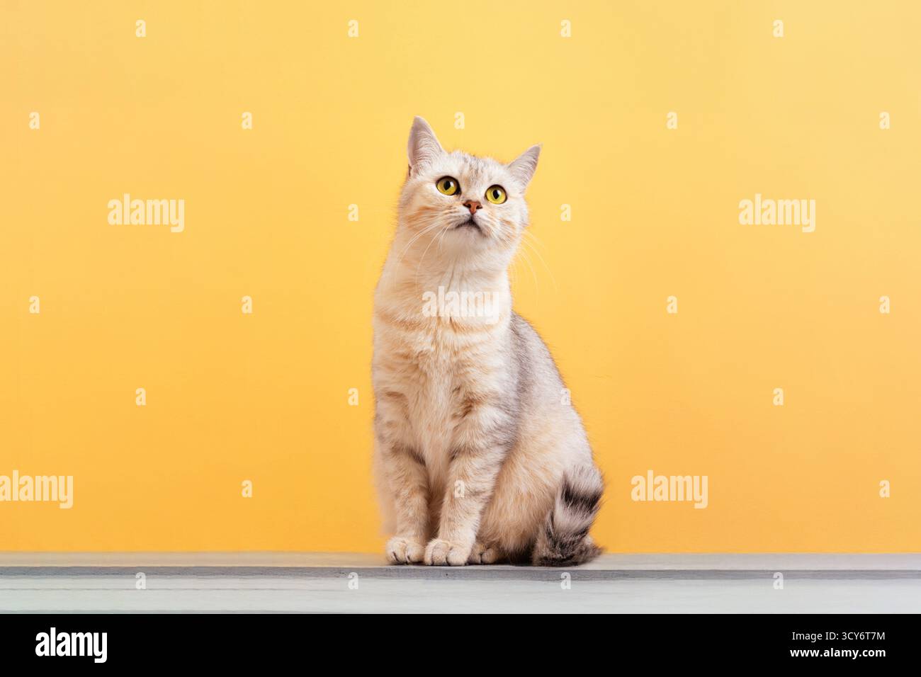 Niedliche beige Tabbykatze, die vor leuchtend gelbem Hintergrund sitzt und nach oben blickt, perfekt für Haustier-, Lifestyle- und Tiermotive. Stockfoto