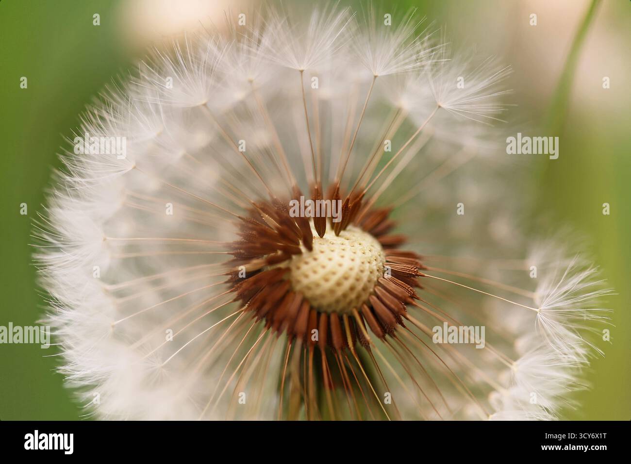Nahaufnahme eines Löwenzahn-Samenkopfes, der halb mit zartem Flaum durchgeblasen wurde Stockfoto