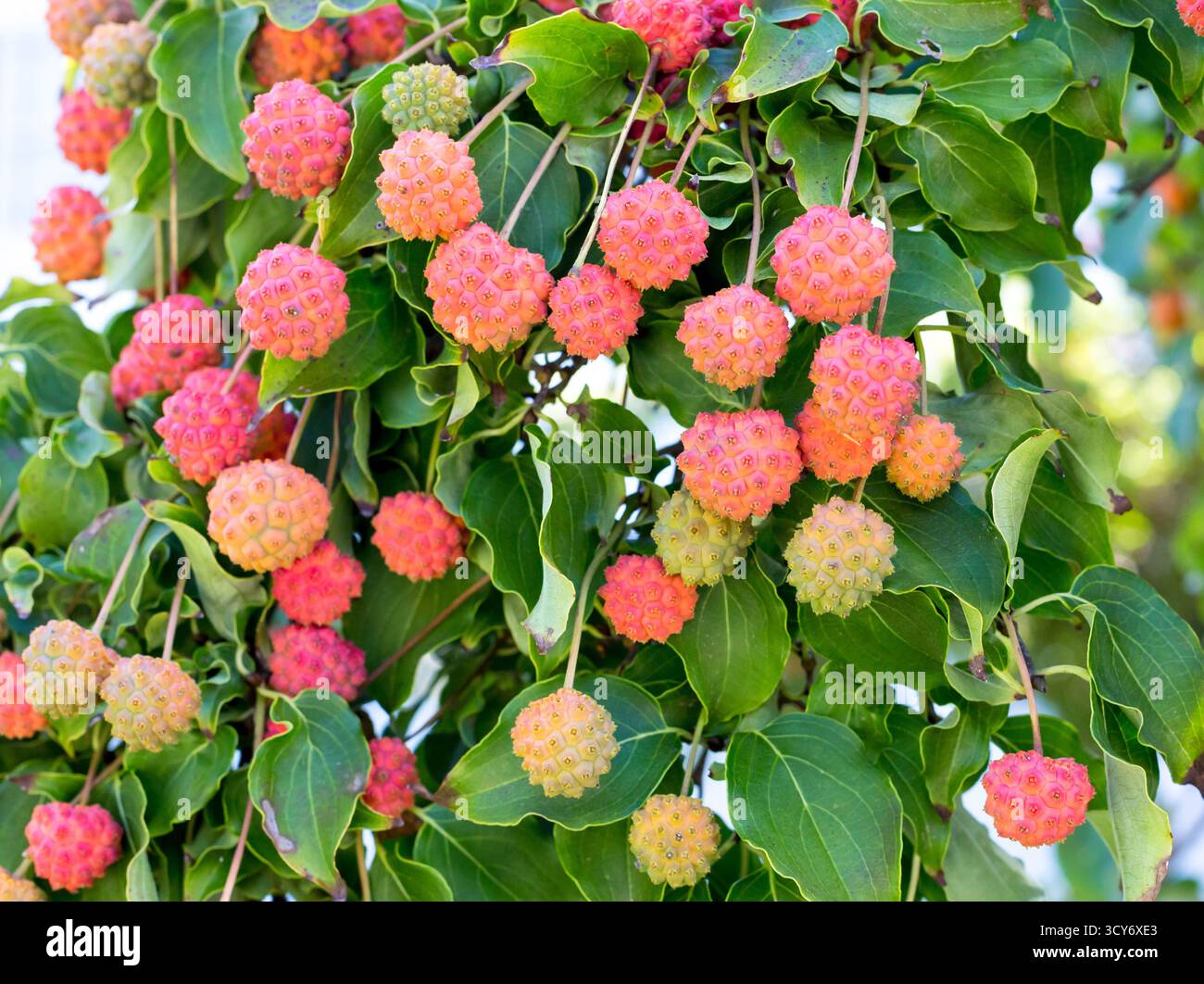 Kousa-Dogwood-Baum (Cornus kousa) mit rosa Früchten Stockfoto