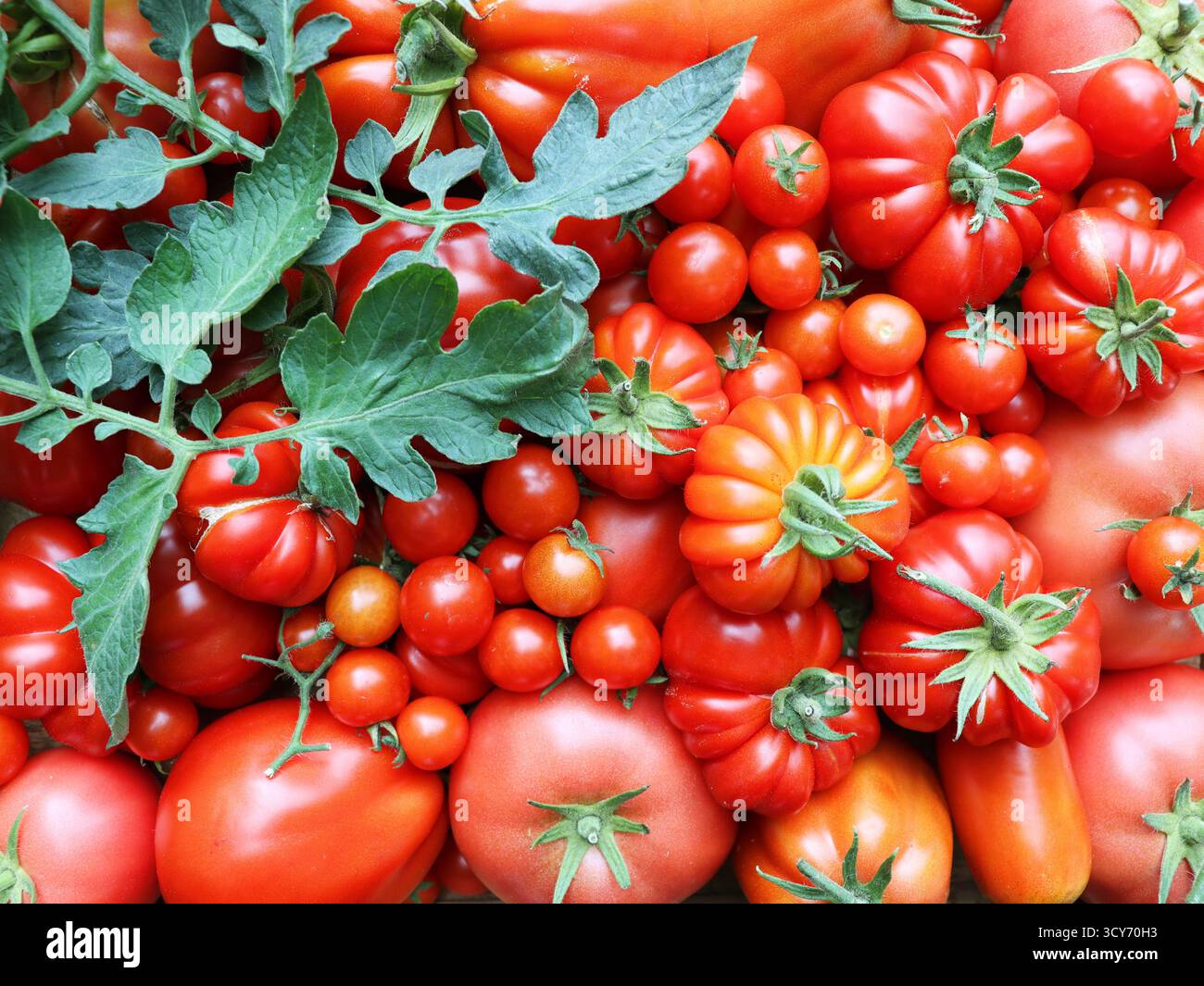 Tomaten/Paradeiser verschiedener Sorten. Rote Tomaten Tomaten Hintergrund. Stockfoto