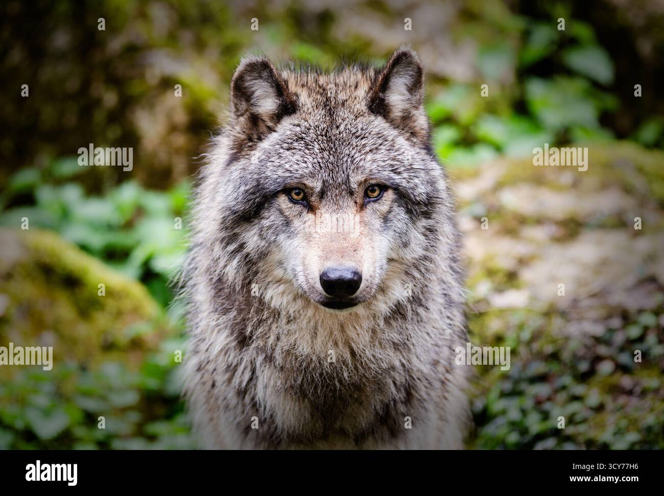 Ausdrucksstarker grauer Wolf im Wald, der dich direkt anstarrt Stockfoto