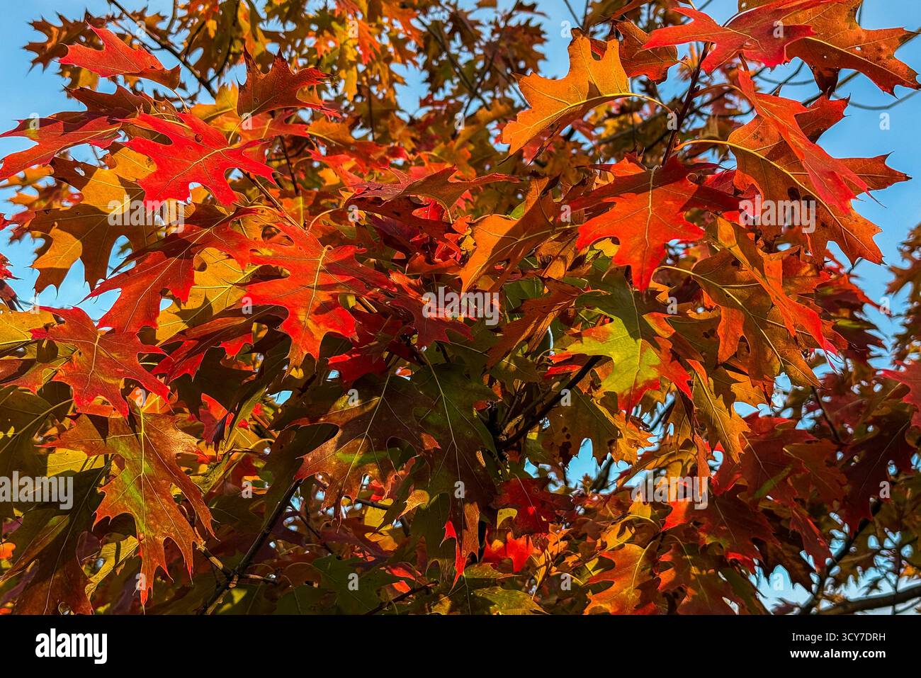 Rote Eichenblätter ändern ihre Farbe im Herbst. Hauptsächlich rot mit einigen Grüntönen. Stockfoto