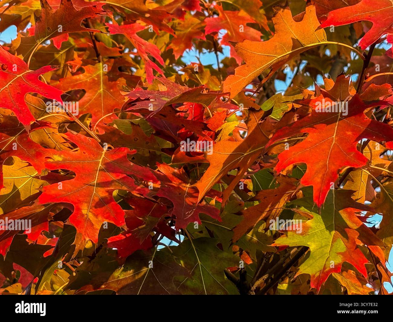 Nahaufnahme der Rote Eiche Blätter, die ihre Farbe im Herbst ändern. Hauptsächlich rot mit einigen Grüntönen. Stockfoto