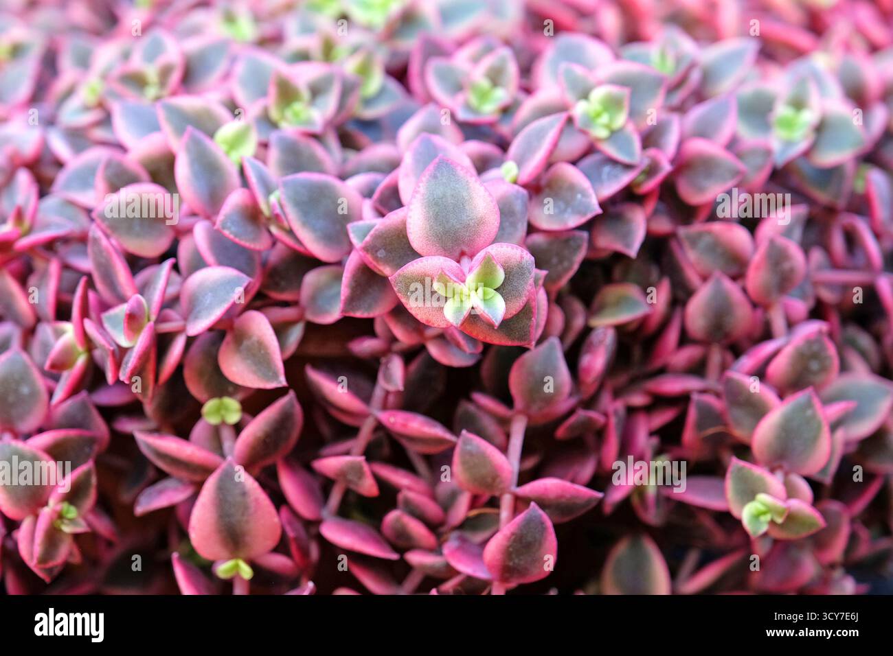 Rosafarbene und grüne nachlaufende Crassula marginata „variegata“ Sukkulent. Stockfoto