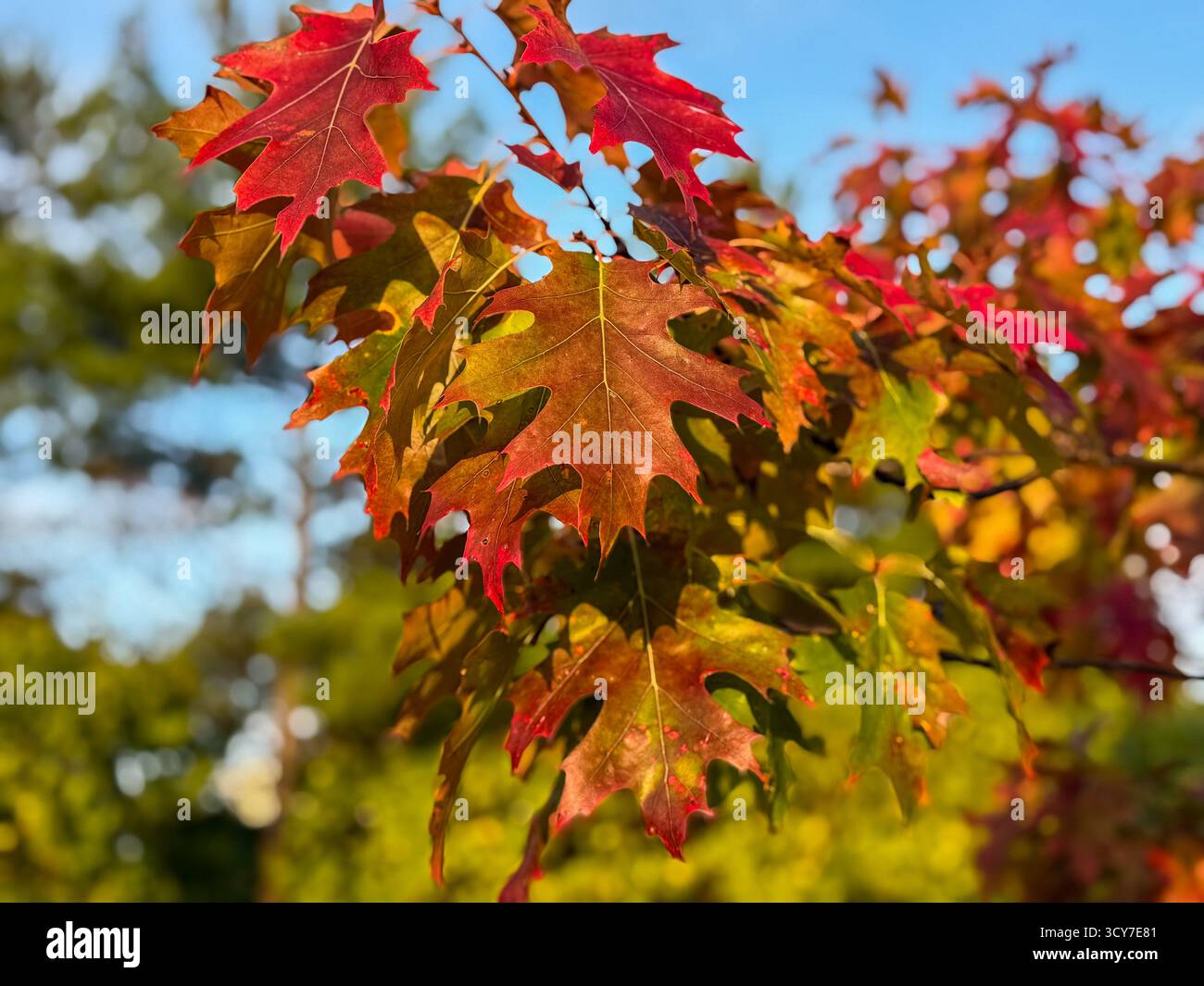 Nahaufnahme der Blätter aus roter Eiche, die ihre Farbe ändern, mit grünem Laub im Hintergrund. Stockfoto