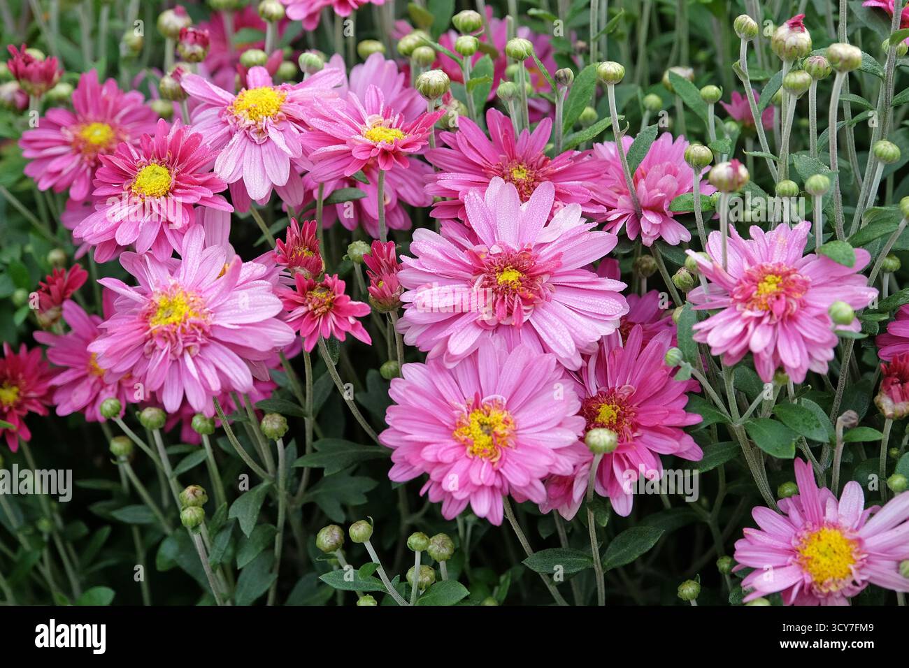 Rosa Chrysantheme oder Mütter „Herbstkuss“ in Blüte. Stockfoto