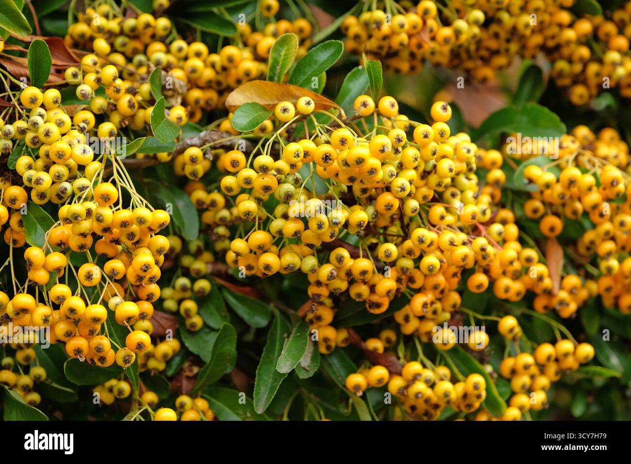 Hellgelbe Pyracantha-„Firelight“-feuerdornbeeren. Stockfoto