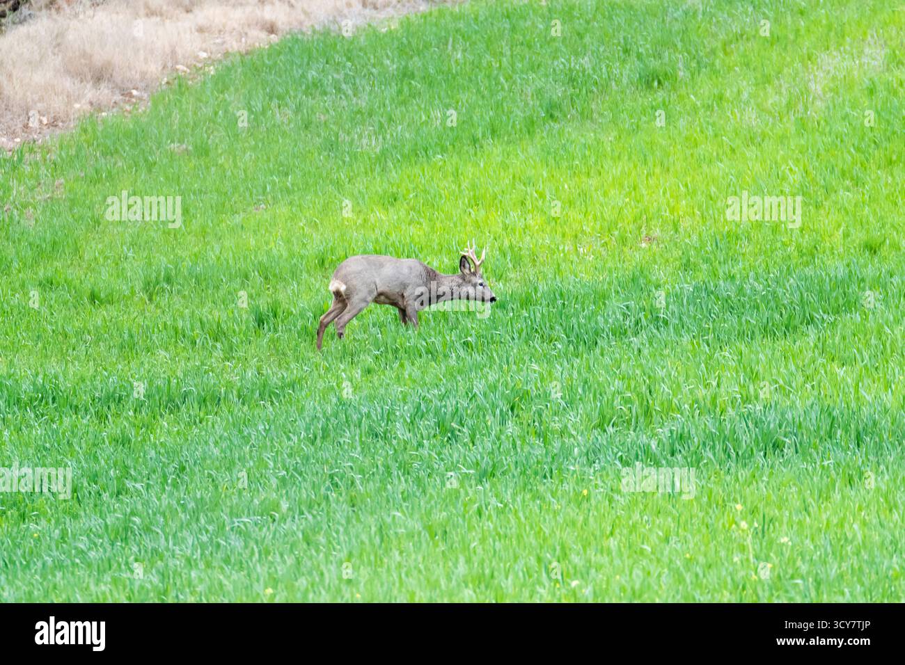 Ein Hirsch springt anmutig über eine lebendige grüne Wiese im frühen Nachmittagslicht Stockfoto