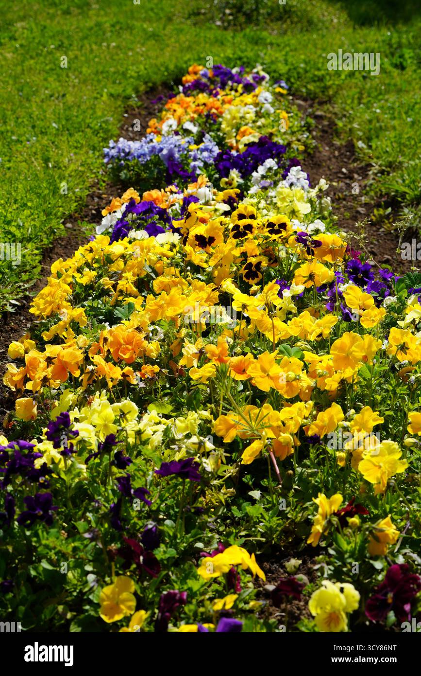 Pensamiento planta florecida Stockfoto