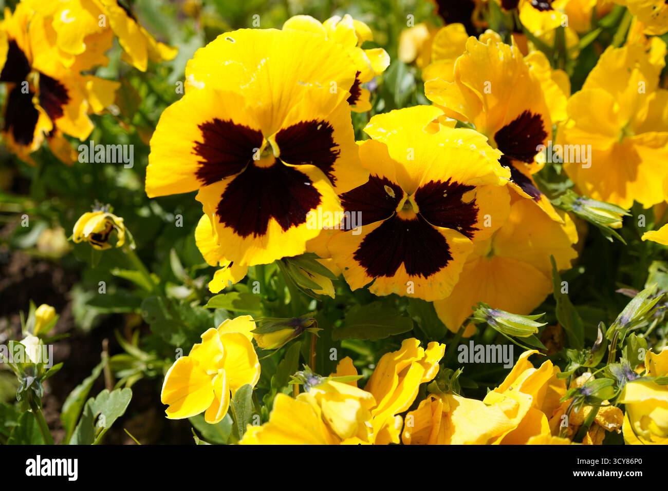 Pensamiento planta florecida Stockfoto