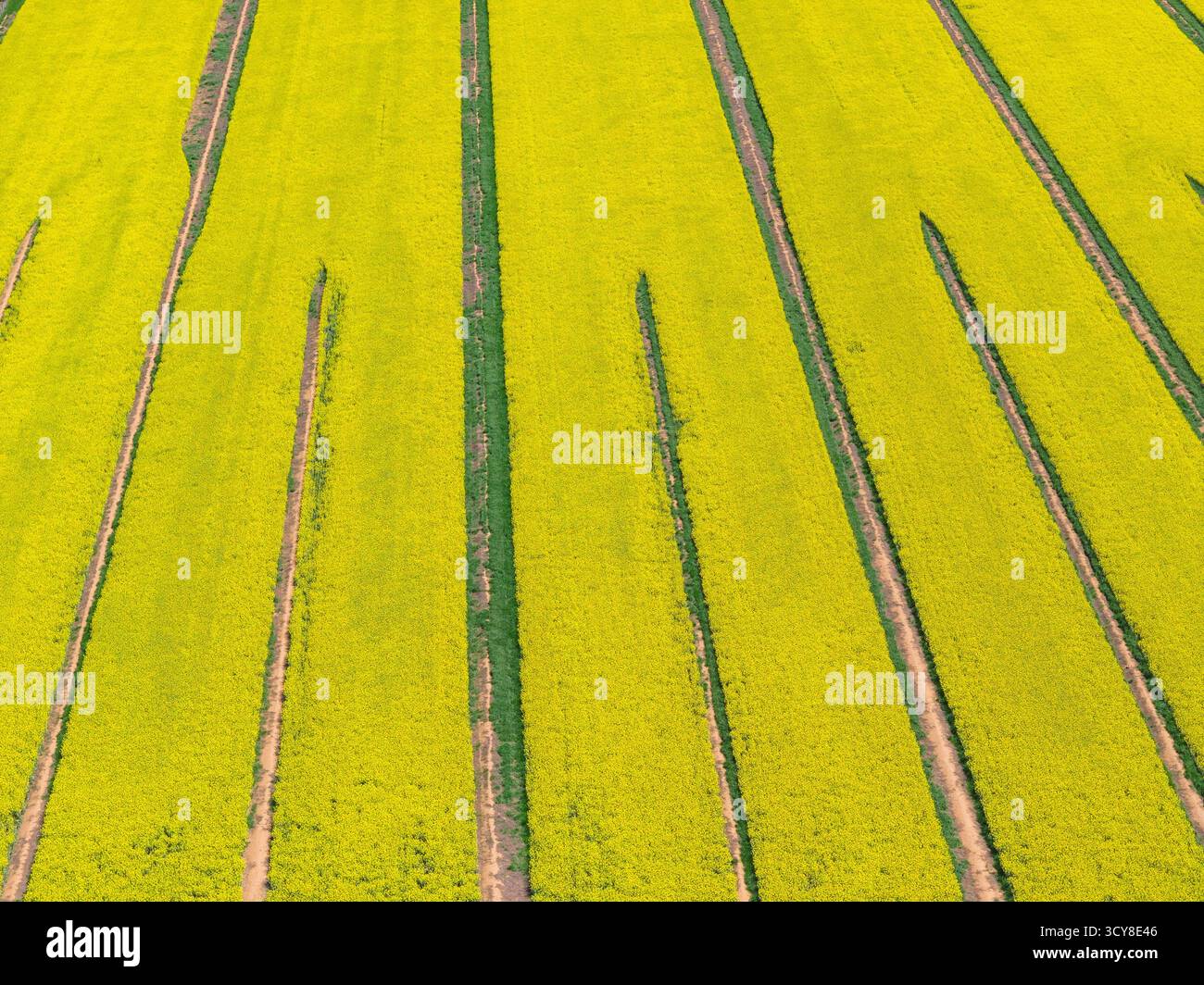 Aus der Vogelperspektive der Linien in einer goldenen Rapspflanze in voller Blüte in Moolort in Central Victoria, Australien. Stockfoto