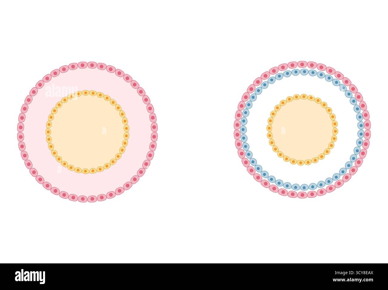 Abbildung diploblastischer und triploblastischer Gastrulen mit Embryonalstadien mit zwei Keimschichten (Ektoderm und Endoderm) bei diploblastischen Organismen und drei Keimschichten (Ektoderm, Mesoderm und Endoderm) bei triploblastischen Organismen, die zu unterschiedlichen Komplexitätsgraden des Körpers führen. Stockfoto