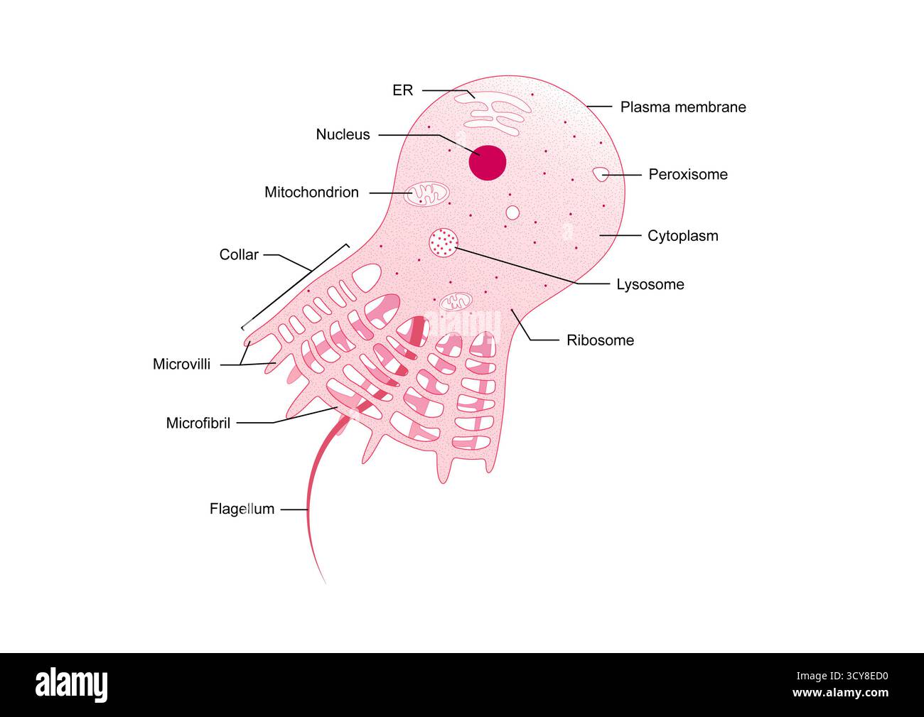 Darstellung der Struktur einer Choanocyte oder Kragenzelle aus einem Schwamm (Phylum Porifera). Jeder Choanocyte hat eine lange Flagellum, umgeben von einem Kragen aus Mikrovilli. Die schlagende Flagellum erzeugt einen Wasserfluss durch den Schwammkörper, während der Kragen Essenspartikel einschließt und aufnimmt. Stockfoto