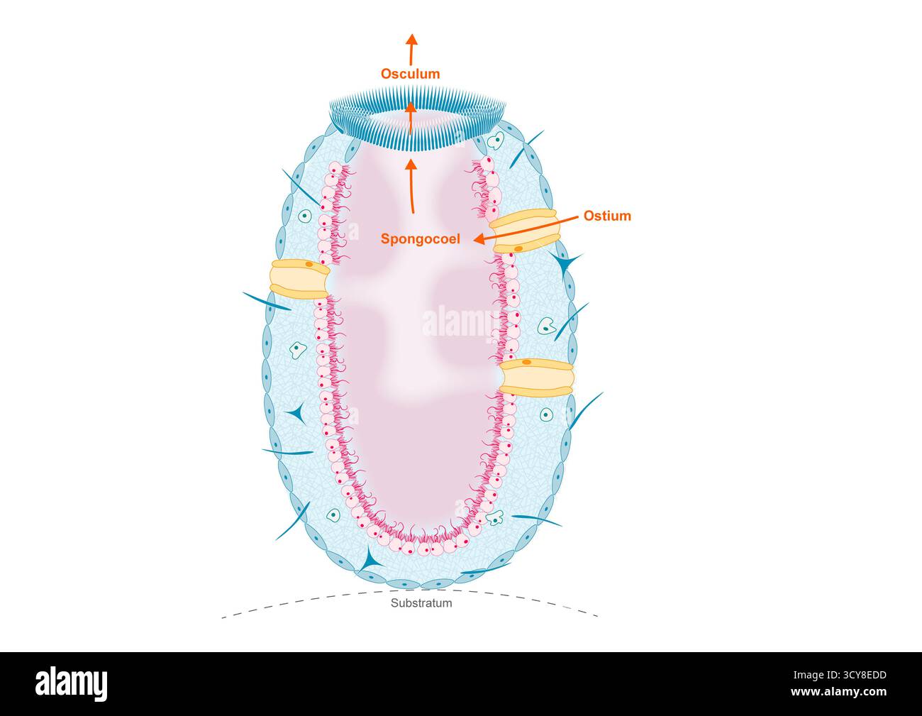 Darstellung des Wasserflusses im askonoiden Schwamm (Phylum Porifera). Wasser tritt durch ostia in den Schwammkörper in Spongocoel ein, das mit Choanozyten ausgekleidet ist. Gefiltertes Wasser tritt durch das Oszilum aus. Stockfoto