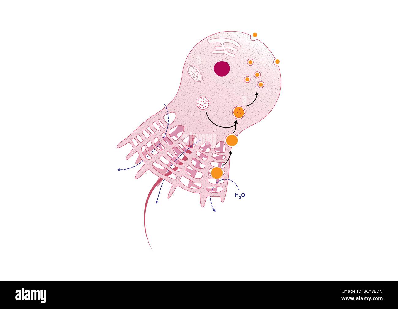 Abbildung einer Choanocyte oder Kragenzelle aus einem Schwamm (Phylum Porifera). Choanozyten sind spezielle Flagellenzellen, die die inneren Kammern von Schwämmen säumen. Ihre schlagenden Flagellen ziehen Wasser durch den Schwammkörper, während der umliegende Kragen aus Mikrovilli Essenspartikel herausfiltert und so die Filterfütterung der spongeâ unterstützt. Stockfoto