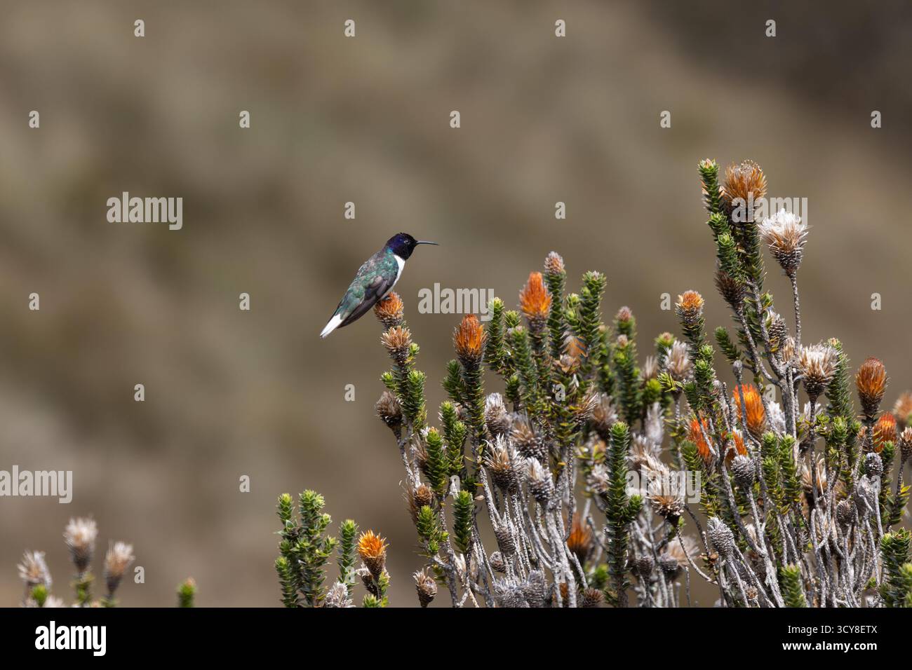 Ecuadorianischer Hillstar auf dem Chuquiraga-Busch in der Nähe von Rucu Pichincha, Ecuador. Endemische Kolibri-Arten der Hochanden. Stockfoto