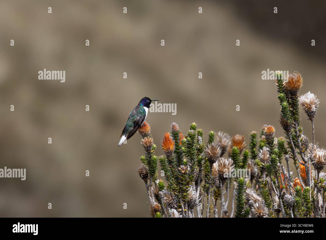 Ecuadorianischer Hillstar auf dem Chuquiraga-Busch in der Nähe von Rucu Pichincha, Ecuador. Endemische Kolibri-Arten der Hochanden. Stockfoto