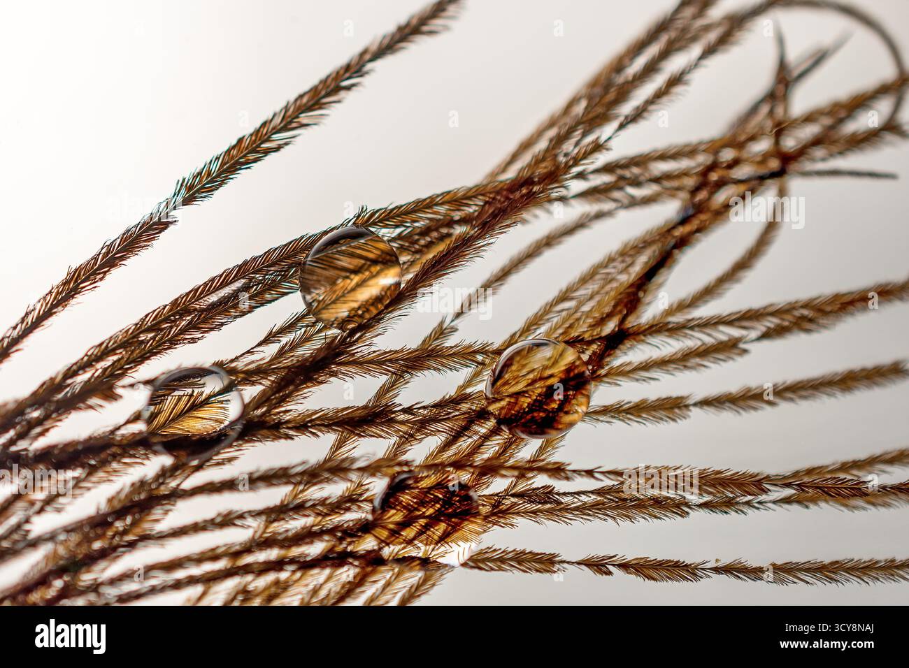 Nahaufnahme von Wassertröpfchen auf gefiederten Pflanzenstrukturen. Weiches Licht und neutraler Hintergrund heben Textur und Klarheit hervor. Stockfoto
