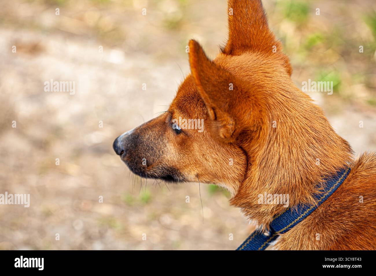 Ein Bild eines sehr schönen Hundes in einem Park mit einem blauen Kragen um den Hals, die Farbe seines Fells war ein leuchtendes Orange, aufgenommen mit sehr Stockfoto