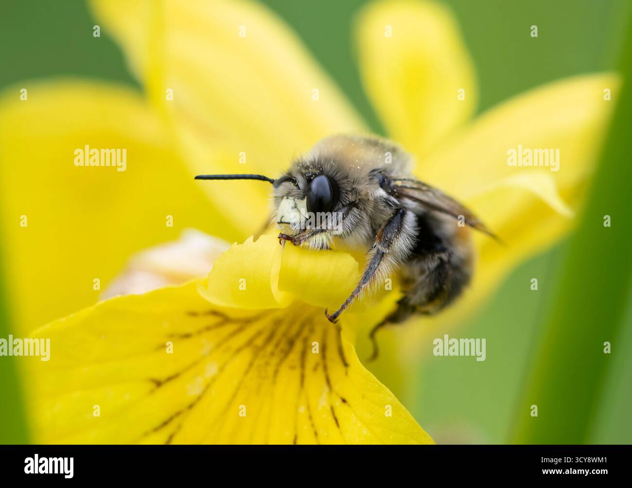 Makro einer Baggerbiene (Habropoda cineraria) auf einer gelben Wasseririsblume. Stockfoto