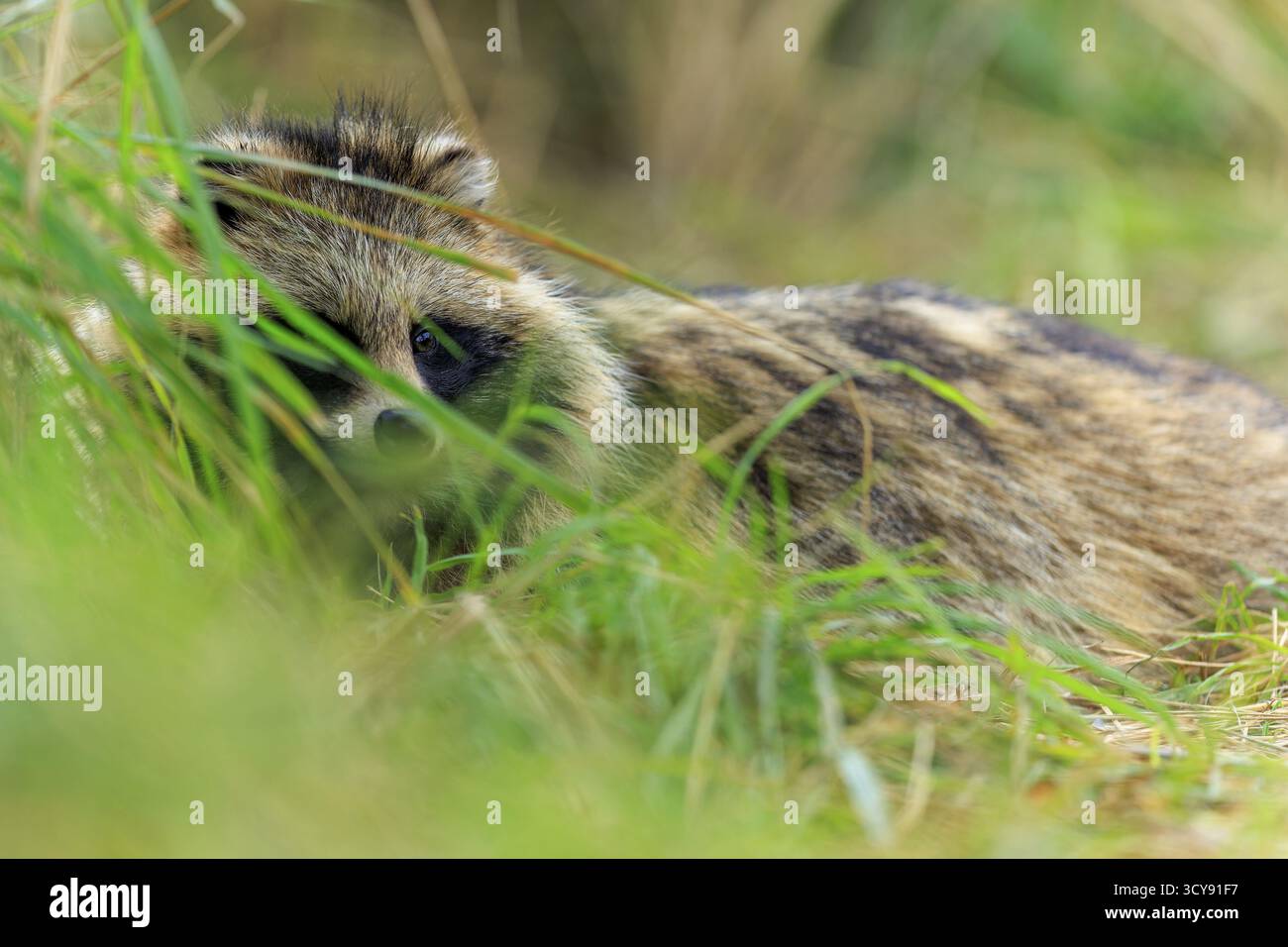 Ein Marderhund versteckt sich im Gras und beobachtet sorgfältig die Umgebung, Marderhund (Nyctereutes procyonoides), Wildtiere, Vorpommern Nat Stockfoto