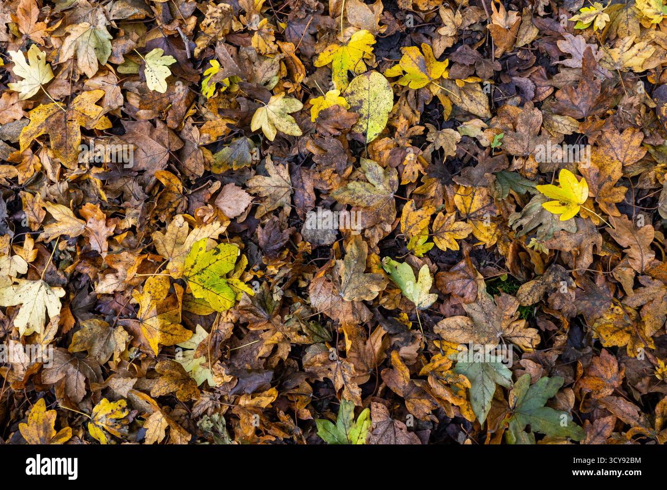 Herbstlaub im Wald Stockfoto