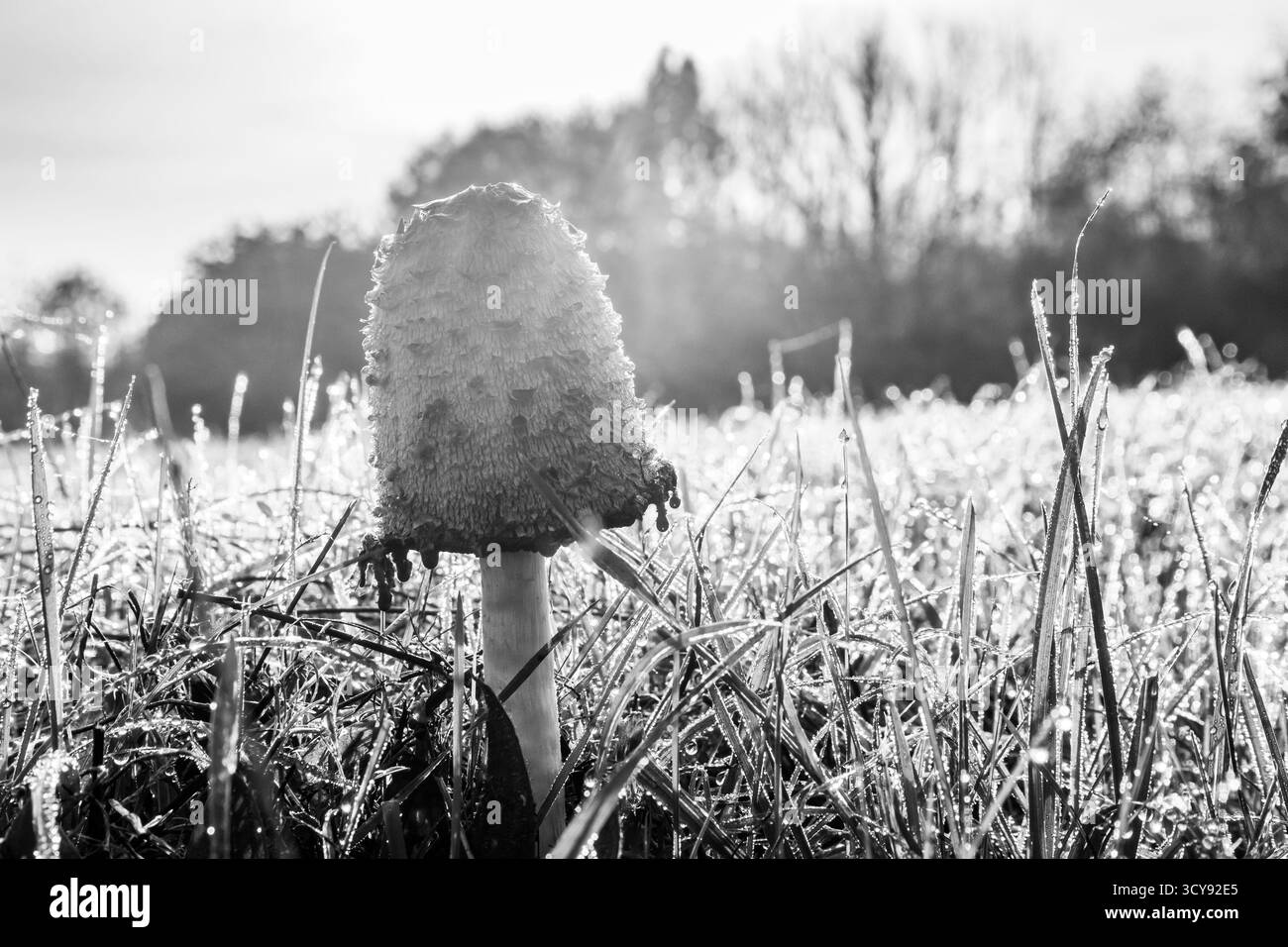 Monochromes Nahbild einer zotteligen Tintenkappe (Coprinus comatus), die zwischen tau bedecktem Gras steht Stockfoto