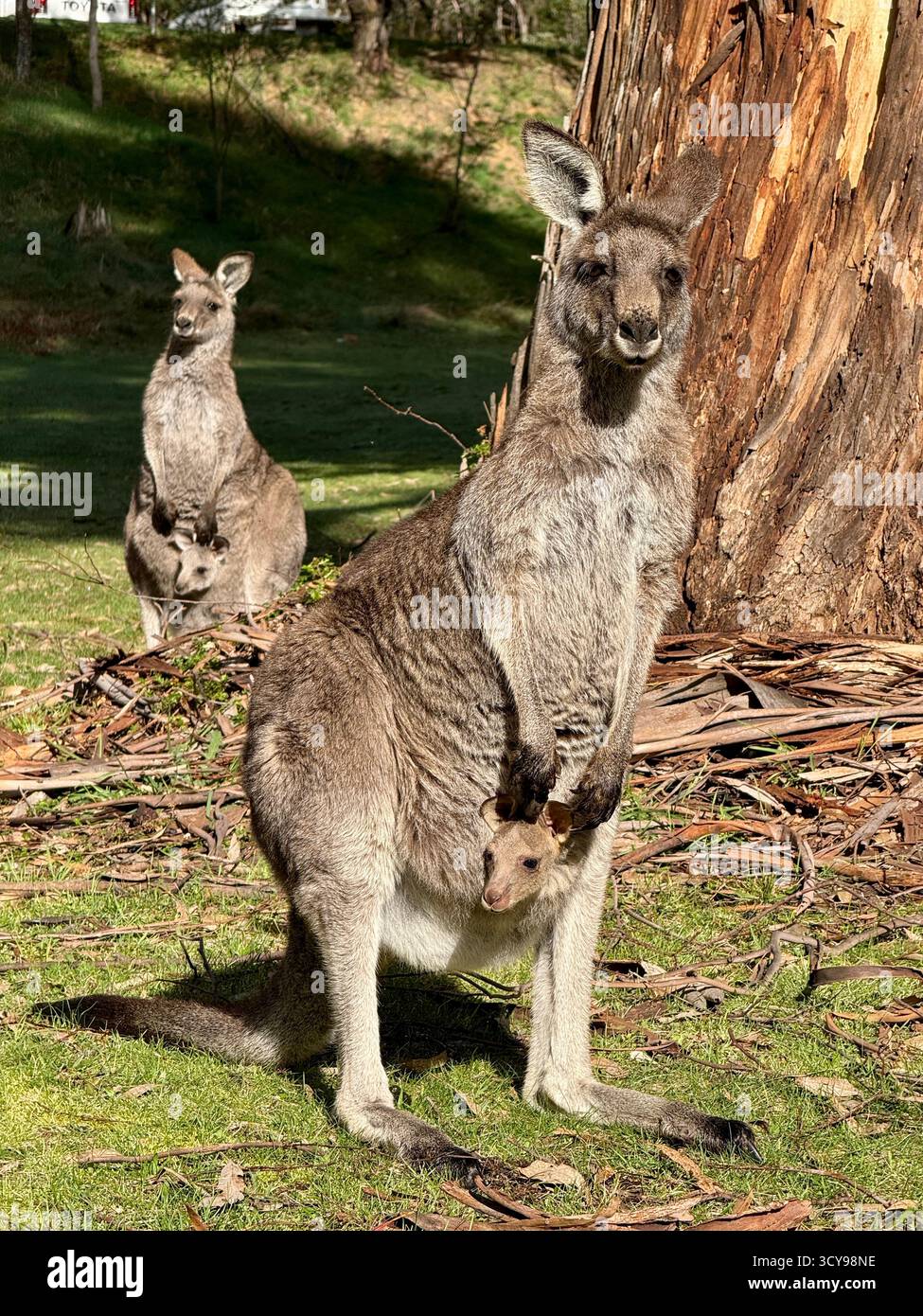 Nahaufnahme eines Känguruhs mit einem joey im Beutel, mit einem weiteren Känguru mit einem joey im Hintergrund. - Smartphone-aufgenommenes Stockfoto