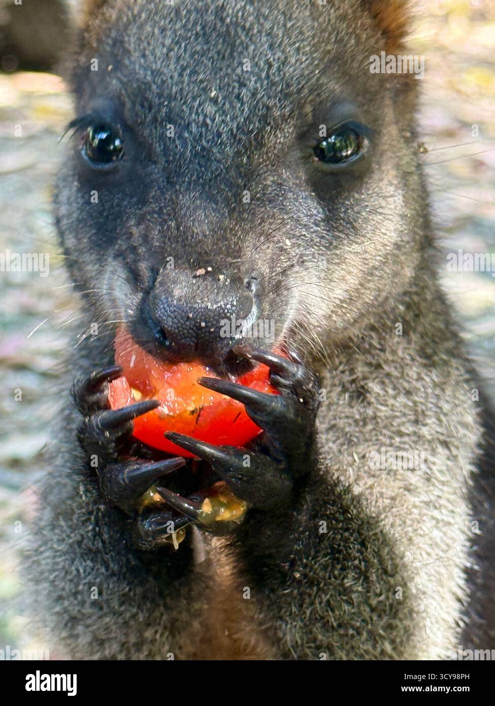 Eine Nahaufnahme eines Wallabys, der eine saftige Tomate isst, mit seinen winzigen Händen, die die Frucht fokussiert greifen. - Smartphone-aufgenommenes Stockfoto