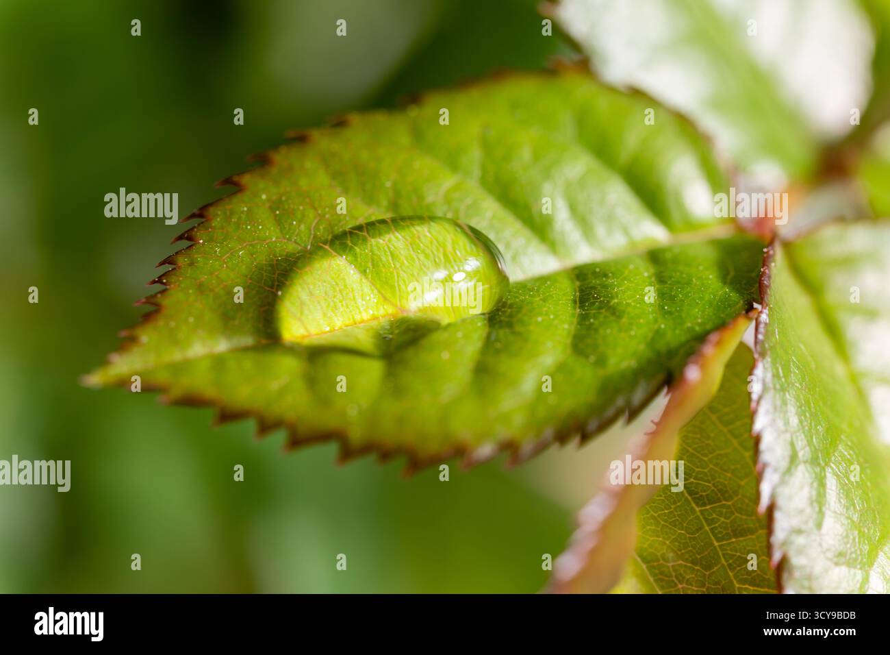 Rosenblätter auf weißem Hintergrund Stockfoto