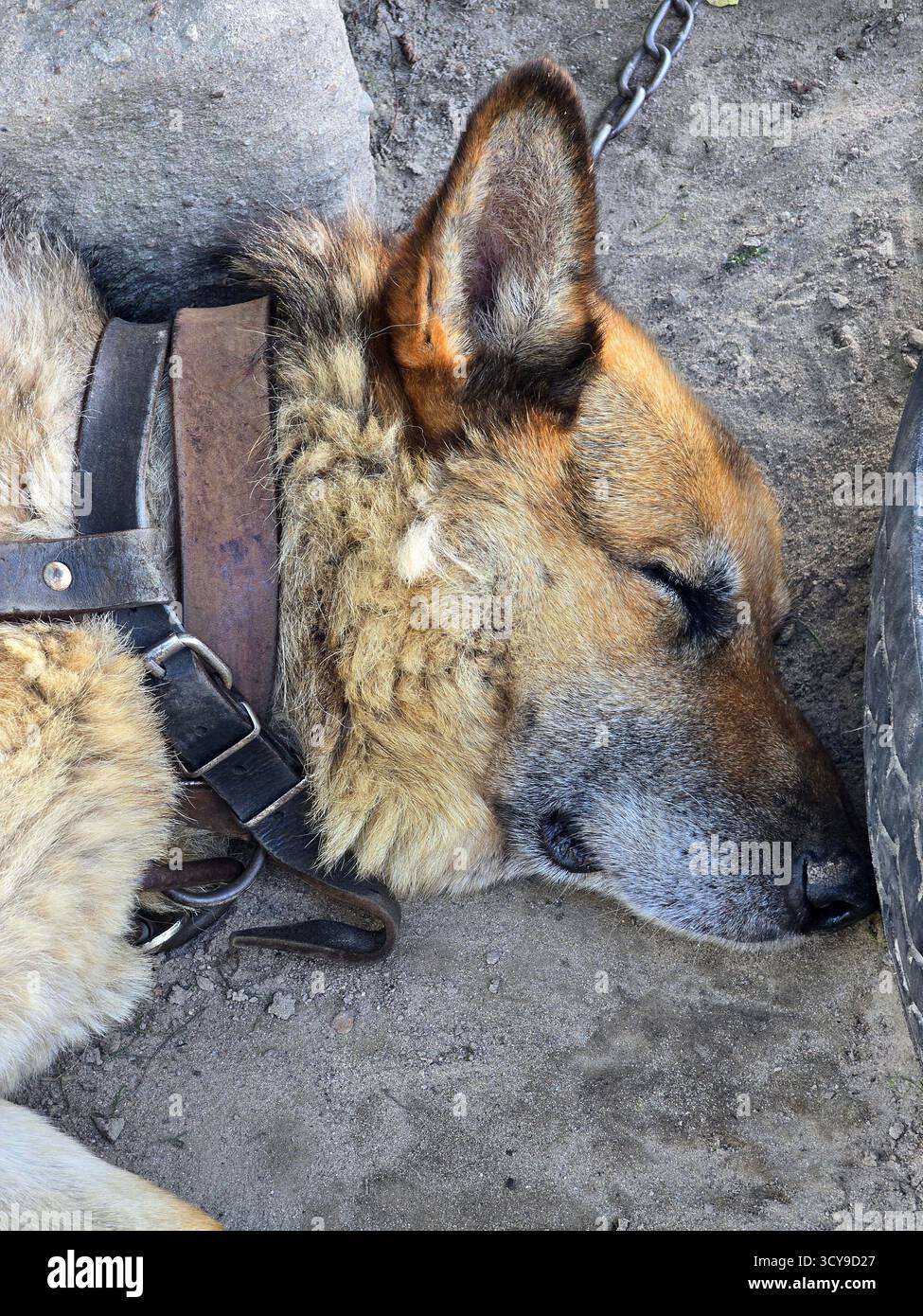 Der alte Schäferhund schläft draußen auf dem Boden, während er an einer Metallkette befestigt ist, treue Seniorentier ruht in ländlicher Umgebung aus nächster Nähe. - Smartphone-aufgenommenes Stockfoto