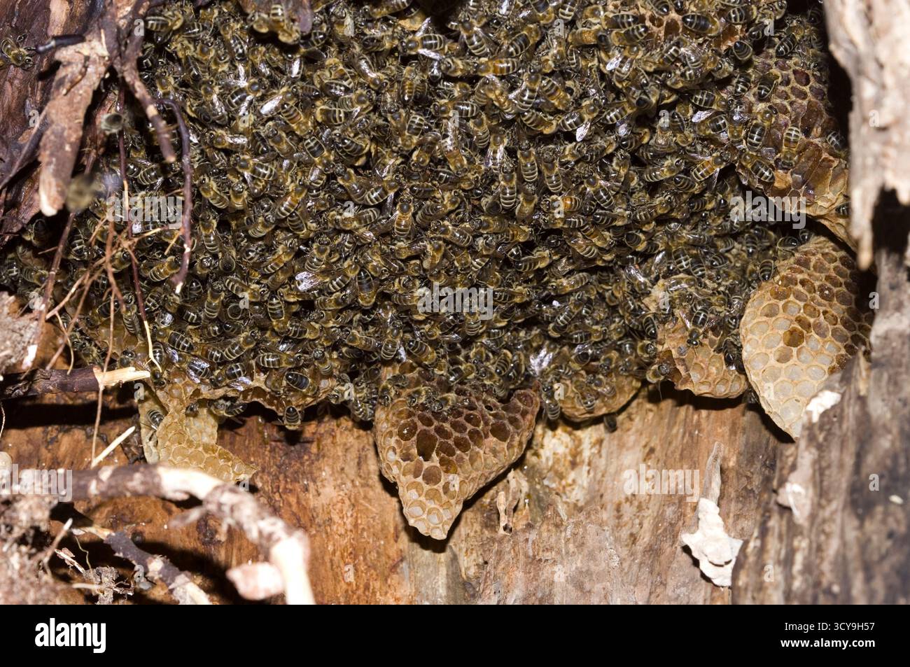 Natürlicher Honigbienenstock Stockfoto