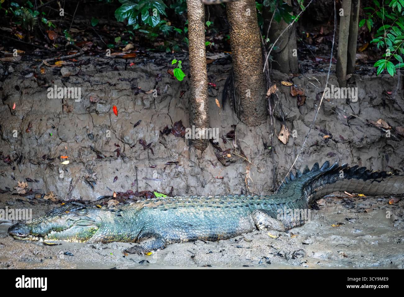 Großes Krokodil am Ufer des Kinabatangan River in Borneo im Bundesstaat Sabah, Malaysia Stockfoto