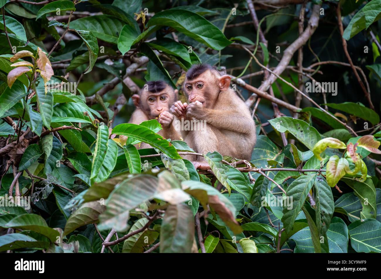 Zwei Schwanzmakaken essen in einem Baum auf der Insel Borneo in Malaysia Stockfoto