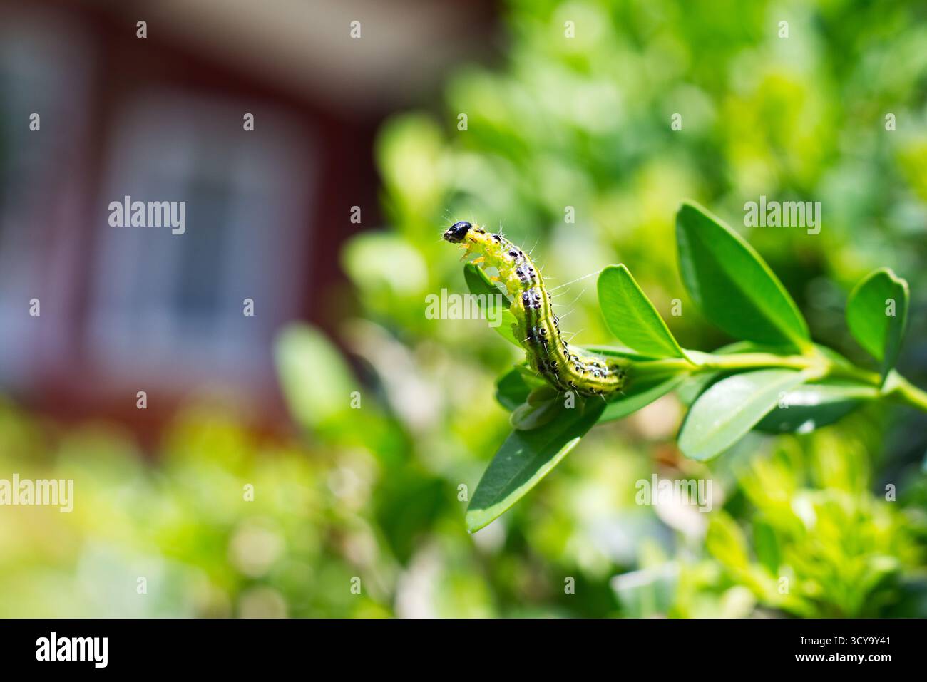 Caterpillar als Schädling, der Buxusblätter frisst, ist Cydalima perspectalis als größter Schädling für Buxus. Stockfoto