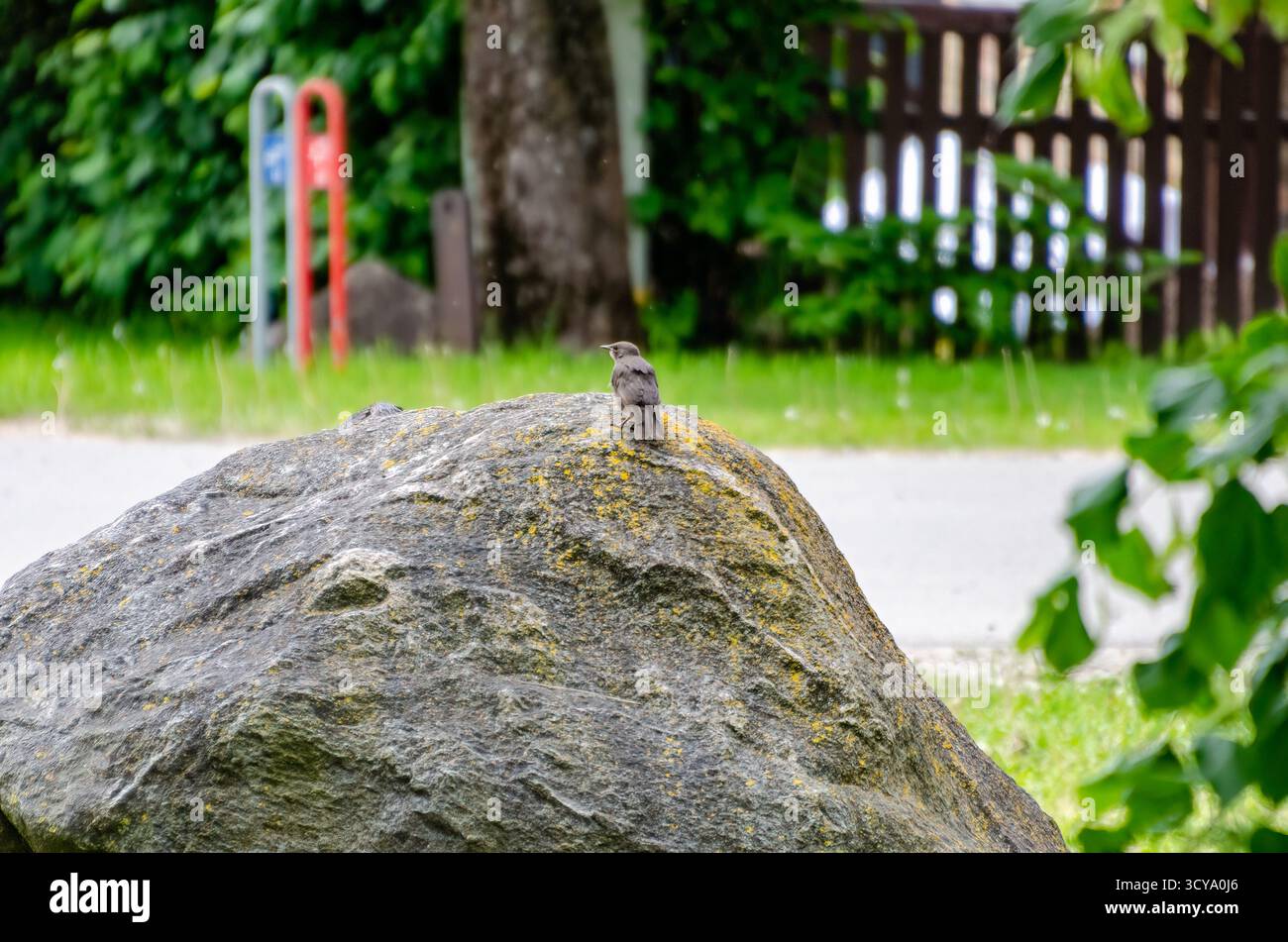Junge kleine Sterne auf moosigem Felsen in friedlicher Natur im Freien. Wilder Vogel auf Stein, ruhige Stimmung, Augenhöhe, Vorstadtgarten, Stockfoto